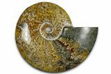 Polished Ammonite (Cleoniceras) Fossil - Madagascar #369624-1
